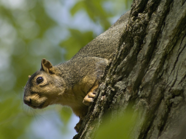 Friendly squirrel on campus
