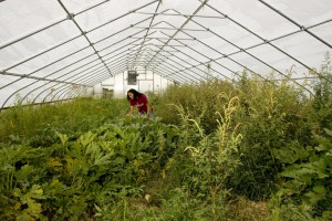 Conducting research in the greenhouse