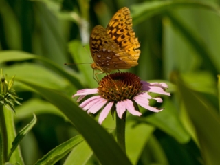 Flower and butterfly