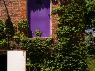 Vines by purple door