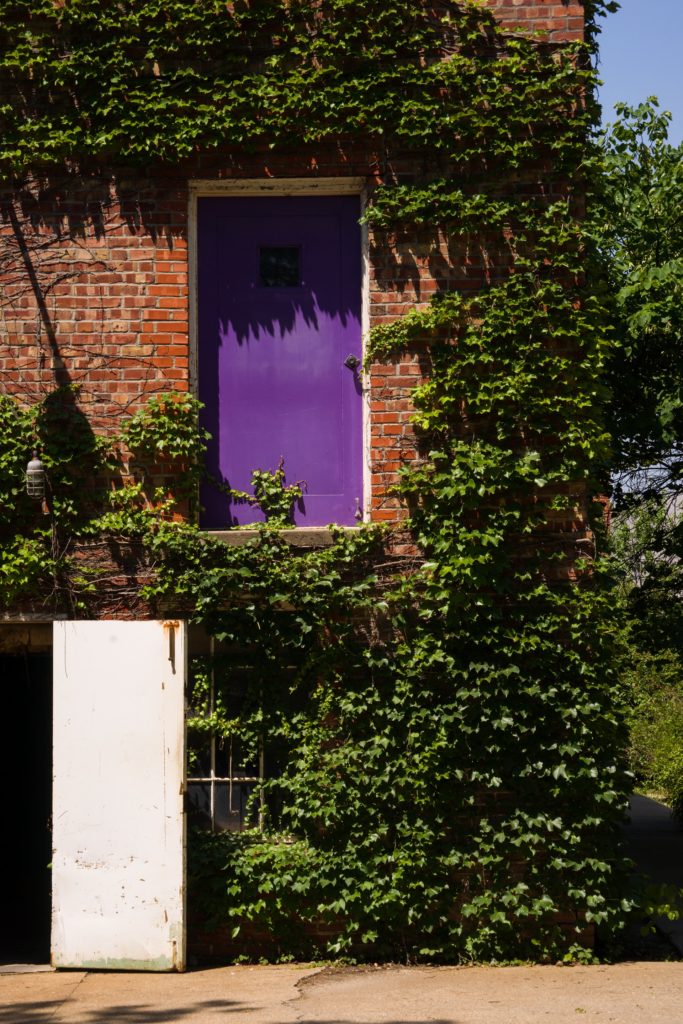 Vines by purple door