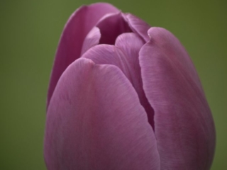 Tulip