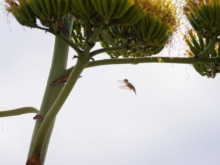 Plant and hummingbird