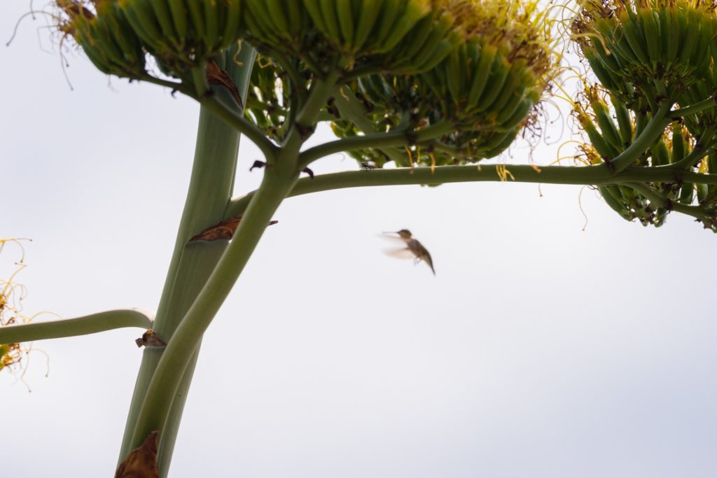 Plant and hummingbird
