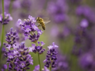 Bee on flowers