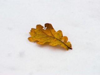 Leaf on snow