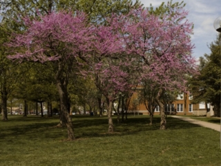 Purple blooms on trees