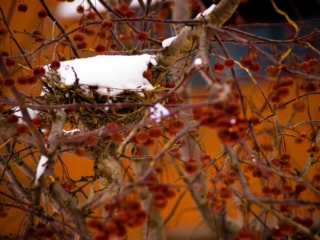 Berries and snow-covered nest